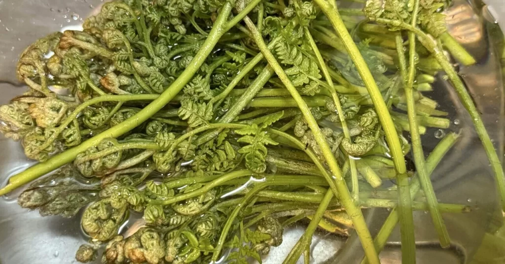 春は蕨の季節。おひたしにして食べるのが一番のおすすめ。